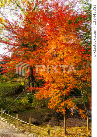 古都奈良的秋天、奈良公園的紅葉、萬葉植物園 128445352