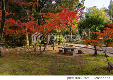Autumn in the ancient capital of Nara, autumn leaves in Nara Park, Manyo Botanical Garden 128445353