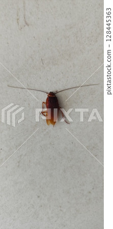 Dead cockroach isolated on white background. Dead cockroach isolated on white background. 128445363