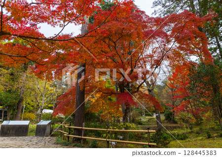Autumn in the ancient capital of Nara, autumn leaves in Nara Park, Manyo Botanical Garden 128445383