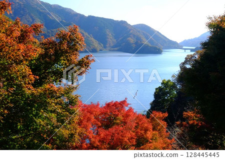 Lake Miyagase in autumn seen from the top of a mountain [Tsukui, Sagamihara City, November] 128445445