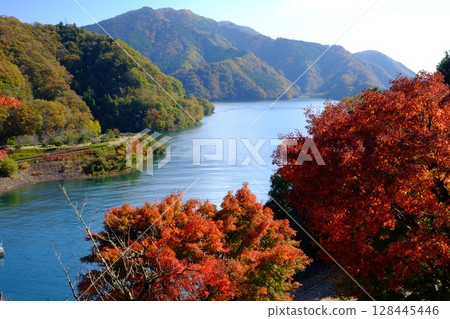 Lake Miyagase with autumn leaves seen from the mountain [Tsukui, Sagamihara City, November] 128445446
