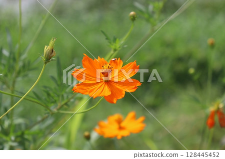 河岸上明亮的橙黃色波斯菊 128445452