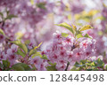 Pink Kawazu cherry blossoms 128445498