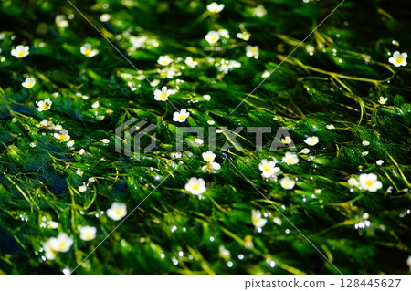 Mei flower algae flowers 128445627