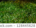 Mei flower algae 128445628