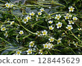 Mei flower algae 128445629