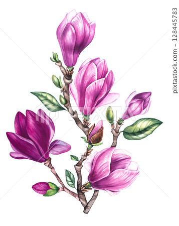 Watercolor bouquet magnolia and gold decorative illustration Watercolor bouquet magnolia and gold decorative illustration 128445783