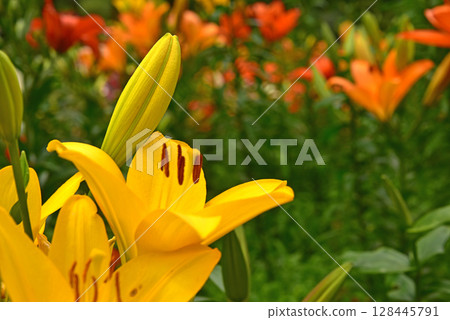 Shizuoka Prefecture Kasui Lily Garden Lilies Shizuoka Prefecture Kasui Lily Garden Lilies 128445791