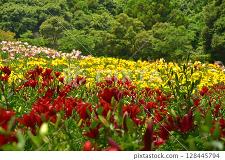 靜岡縣，嘉水百合園，百合花田 128445794