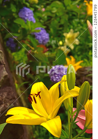 Shizuoka Prefecture Kasui Lily Garden: Lilies and hydrangeas 128445799