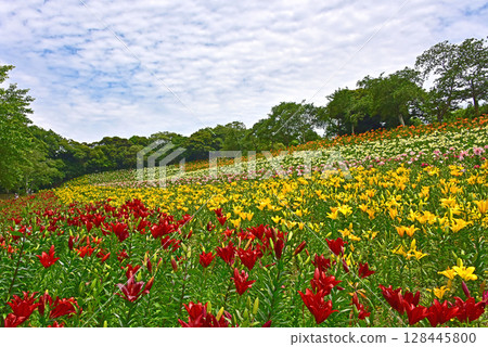 Shizuoka Prefecture, Kasui Lily Garden, A field of lilies 128445800