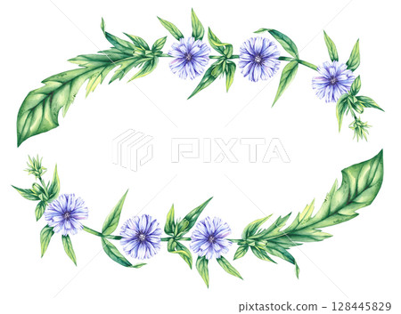 Chicory Watercolor Plant Collection Hand Drawn 128445829