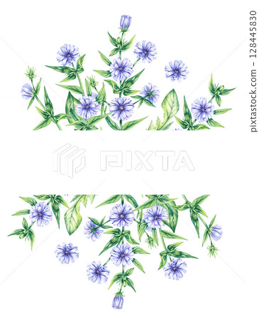 Chicory Watercolor Plant Collection Hand Drawn Chicory Watercolor Plant Collection Hand Drawn 128445830