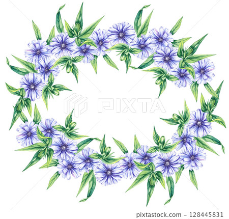 Chicory Watercolor Plant Collection Hand Drawn 128445831