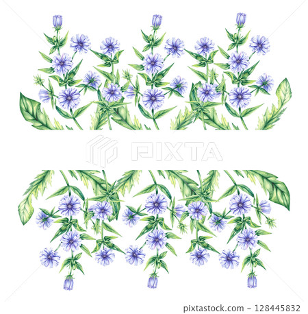 Chicory Watercolor Plant Collection Hand Drawn 128445832