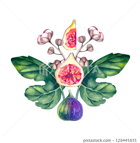 Fig Plant Watercolor Illustration Collection Fig Plant Watercolor Illustration Collection 128445835