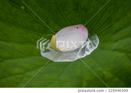 Lotus leaves at Chusonji Temple after the rain 128446309