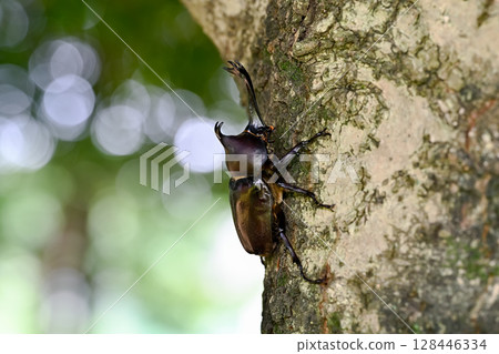 A beetle climbing a tree 128446334