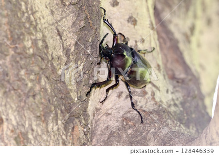 A beetle climbing a tree A beetle climbing a tree 128446339