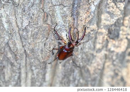 看到牙刷 128446418