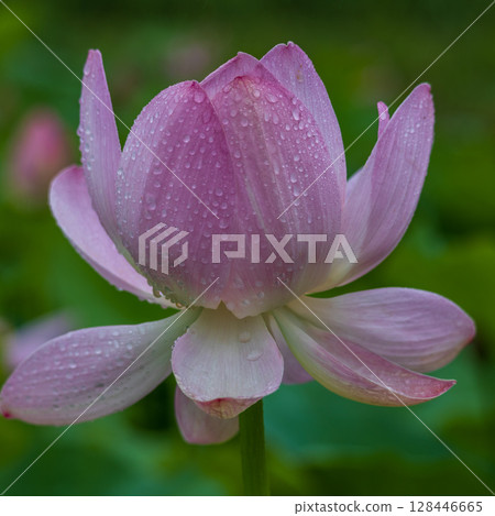 Lotus at Chusonji Temple in Ofunato City on a rainy day 128446665