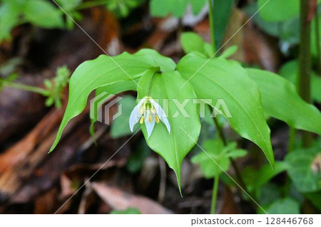 生長在六甲山的可愛的虎斑百合，枝幹兩側長有葉子，末端開有白色的花朵。 128446768