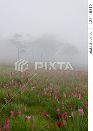 Flower field in the fog, Sai Thong National Park, Chaiyaphum, Thailand Flower field in the fog, Sai Thong National Park, Chaiyaphum, Thailand 128446810