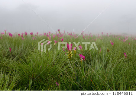 Flower field in the fog, Sai Thong National Park, Chaiyaphum, Thailand Flower field in the fog, Sai Thong National Park, Chaiyaphum, Thailand 128446811