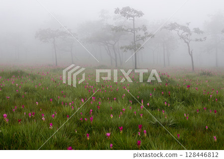 Flower field in the fog, Sai Thong National Park, Chaiyaphum, Thailand Flower field in the fog, Sai Thong National Park, Chaiyaphum, Thailand 128446812