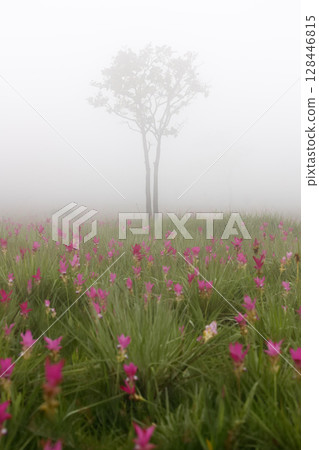 Flower field in the fog, Sai Thong National Park, Chaiyaphum, Thailand Flower field in the fog, Sai Thong National Park, Chaiyaphum, Thailand 128446815