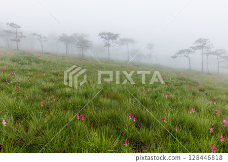 Flower field in the fog, Sai Thong National Park, Chaiyaphum, Thailand Flower field in the fog, Sai Thong National Park, Chaiyaphum, Thailand 128446818