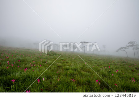 Flower field in the fog, Sai Thong National Park, Chaiyaphum, Thailand 128446819