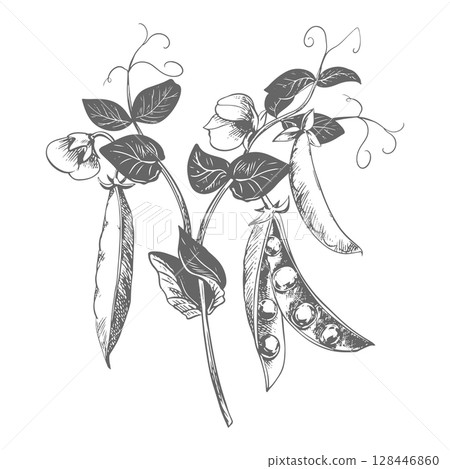 Branch with green pea pods, leaves, flowers and tendrils. Vector bean pod, seeds visible. Imitation of engraving technique. Useful legume crop. Peas are hand-drawn with black ink on a white background 128446860