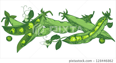 Green pea pods with leaves, flowers, seeds and tendrils lie on the table. Vector sketch in color engraving technique. Useful legume crop. Peas are hand-drawn with ink. Green pea pods with leaves, flowers, seeds and tendrils lie on the table. Vector sketch in color engraving technique. Useful legume crop. Peas are hand-drawn with ink. 128446862