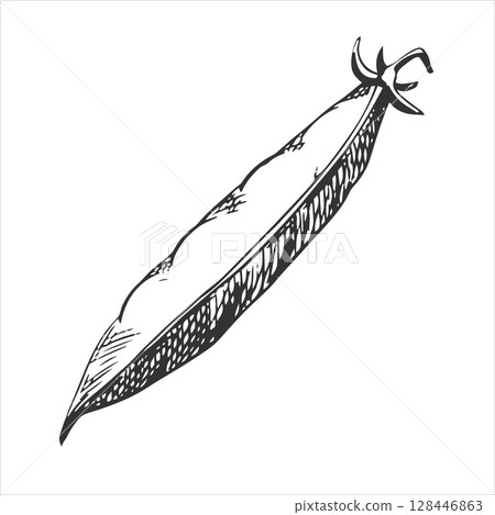 Vector sketch of a green pea pod. Closed bean pod in vintage engraving technique. The drawing is hand-drawn with black ink on a white background. 128446863