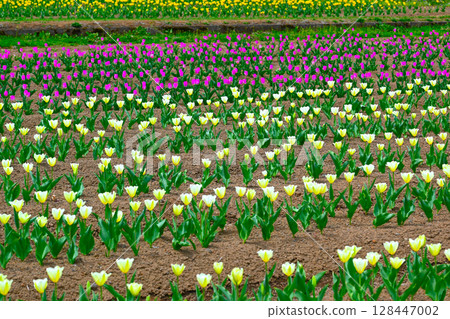 山中湖花城公園景觀 128447002