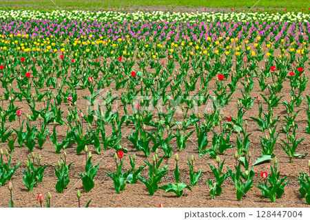 Lake Yamanaka Flower City Park view Lake Yamanaka Flower City Park view 128447004