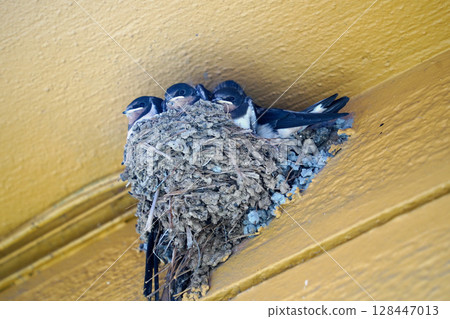 Swallow Family Nesting on Yellow Wooden Wall Close-Up Swallow Family Nesting on Yellow Wooden Wall Close-Up 128447013