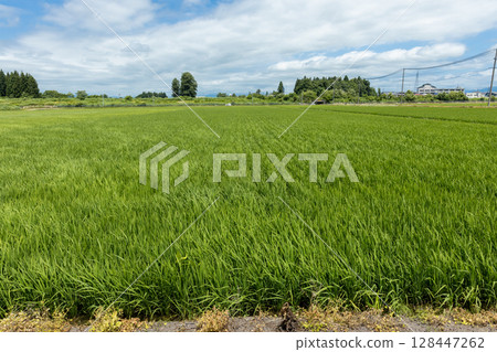 Growth of rice in a summer paddy field (variety: Yukiwakamaru) Growth of rice in a summer paddy field (variety: Yukiwakamaru) 128447262