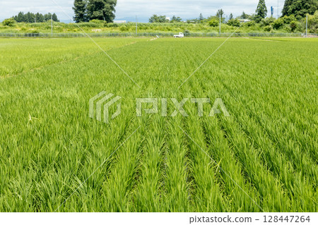 Growth of rice in a summer paddy field (variety: Yukiwakamaru) Growth of rice in a summer paddy field (variety: Yukiwakamaru) 128447264