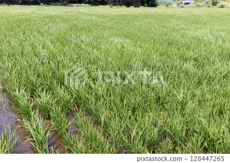 Growth of rice in a summer paddy field (variety: Yukiwakamaru) 128447265