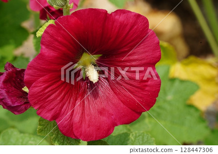 Close-Up of Vibrant Red Hollyhock Flower in Full Bloom Close-Up of Vibrant Red Hollyhock Flower in Full Bloom 128447306