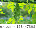 Bitter melon growing in the field 128447308