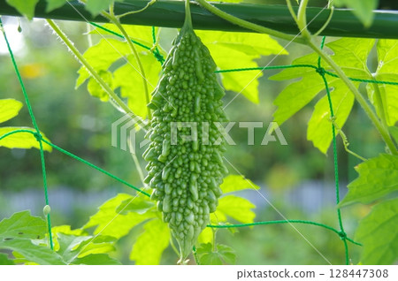 Bitter melon growing in the field 128447308