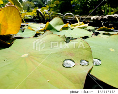Polka dots on a lotus leaf Polka dots on a lotus leaf 128447312