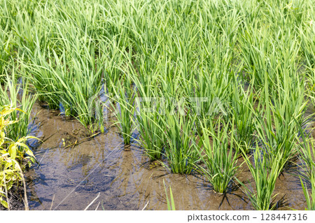 夏季稻田中的水稻生長情形（品種：雪若丸） 128447316