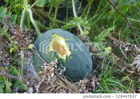 Watermelons damaged by crows Watermelons in a field 128447637