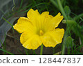 Beautiful pumpkin flowers Yellow pumpkin flowers 128447837