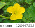 Beautiful pumpkin flowers Yellow pumpkin flowers 128447838